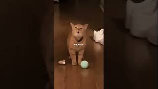 I go meow-Cala (lyrics) ||Stunn_music|| #lyrics #musiclyrics #Stunn_music #cat