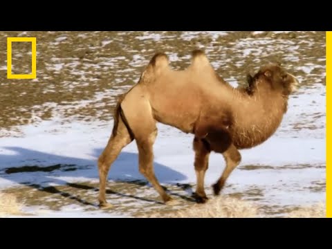 Les caractéristiques insoupçonnées des chameaux