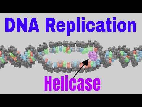 Replication of DNA class 12 | DNA Replication Helicase | Replication fork | Replication Enzymes