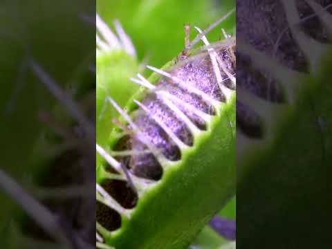 Dead Ant vs Venus Fly Trap (Part 1)