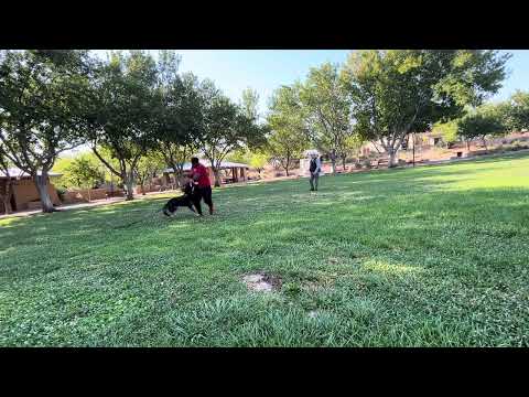 CactusK9Training video.