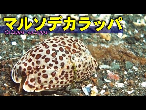 マルソデカラッパ（水中映像）