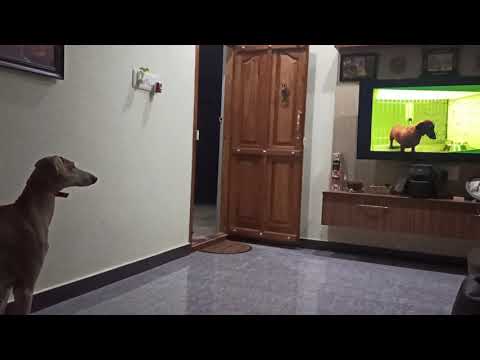 MUDHOL HOUND LOBO TV REACTION