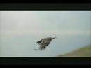 Condors in flight over the Big Sur coast