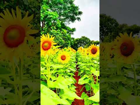 🌻 #sunflower #mysore #video #photography #kerala #nature #flowers #govindvasantha #music