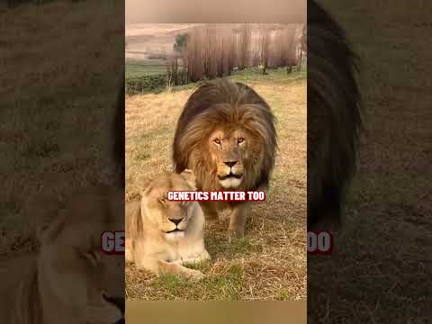 This Lion Went Bald… Here’s Why It’s Shocking! #BaldLion, #WeirdAnimals, #LionFacts