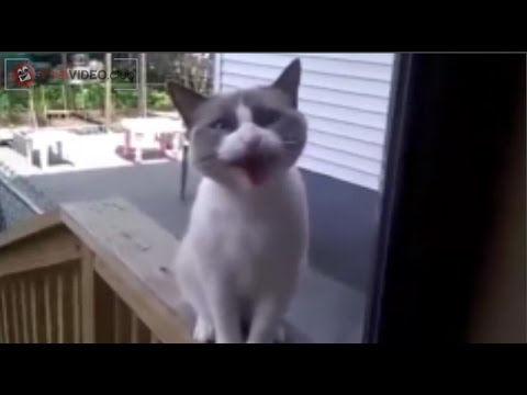 FUNNY CAT ASKS TO OPEN THE DOOR