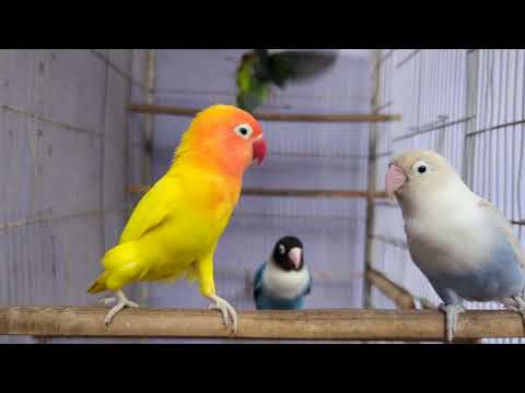 Love birds singing sound and chirping sound video no 5/love birds life