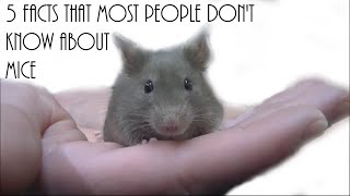 5 Facts Most People Don't Know about Mice