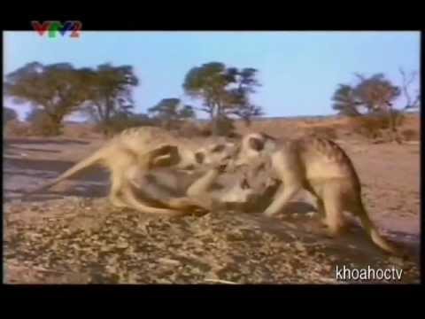 Câu Chuyện Cảm Động Về Cầy Vằn Châu Phi