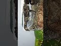 Har Har Shobha Otheryoutubefeatures Trending Home Reels Shorts Mahadev
