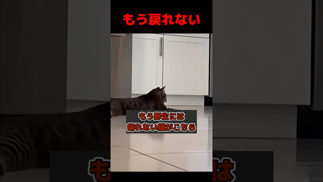 もう野生には帰れない猫#shorts #猫#面白い #かわいい#海外