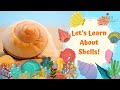 Let S Learn About Shells What Are Shells Made Of Marine Animals Educational Videos For Kids