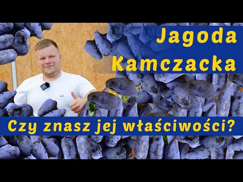 JAGODA KAMCZACKA - LECZNICZE OWOCE W TWOIM OGRODZIE (Konkretny poradnik)