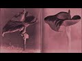 Cocteau Twins - Alas Dies Laughing - 1982 (Lyrics - Darkwave - Remastered Audio - 4AD)