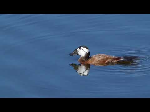 Birds in the city of Malaga