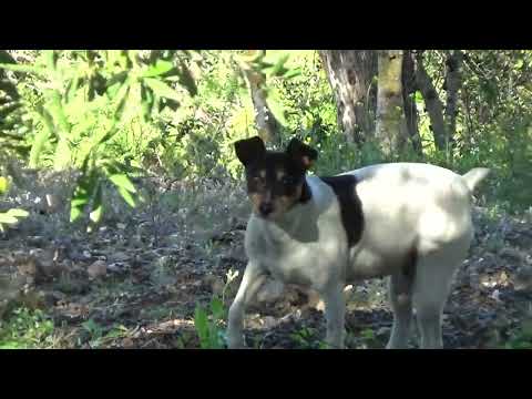 Perro Ratonero Bodeguero Andaluz comienza a arrastrar la tierra con sus patitas junto a los olivos