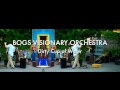 Bogs Visionary Orchestra: Dirty Cup of  Water