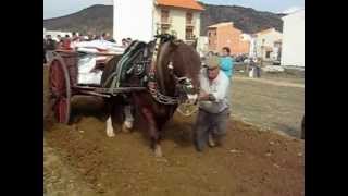 preview picture of video 'I Encuentro Amigos del Caballo en Manzanera'