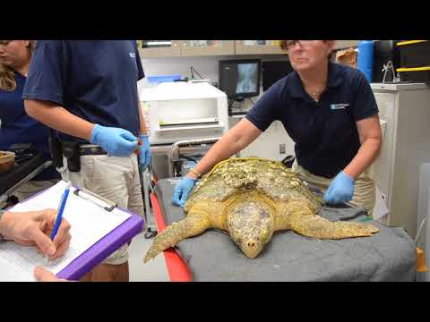 Meet Hedwig the Loggerhead