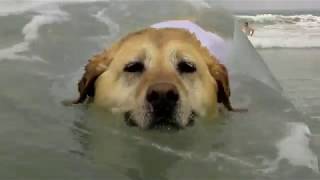 Tess the OceanFit Wonder Dog