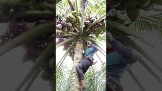 Download lagu delapan tandan yang turun guys #coconutclimb #coconutharvest #shortvideo mp3