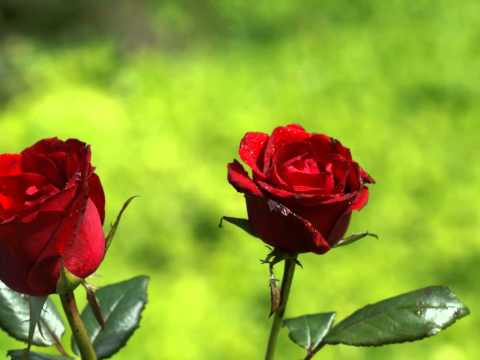 download lagu mp3 mp4 Phool Jaisi Muskan Teri Audio Song, download lagu Phool Jaisi Muskan Teri Audio Song gratis, unduh video klip Download Phool Jaisi Muskan Teri Audio Song Mp3 dan Mp4 Music Online Gratis