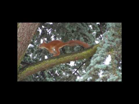 Kobelbau a la Schorschi