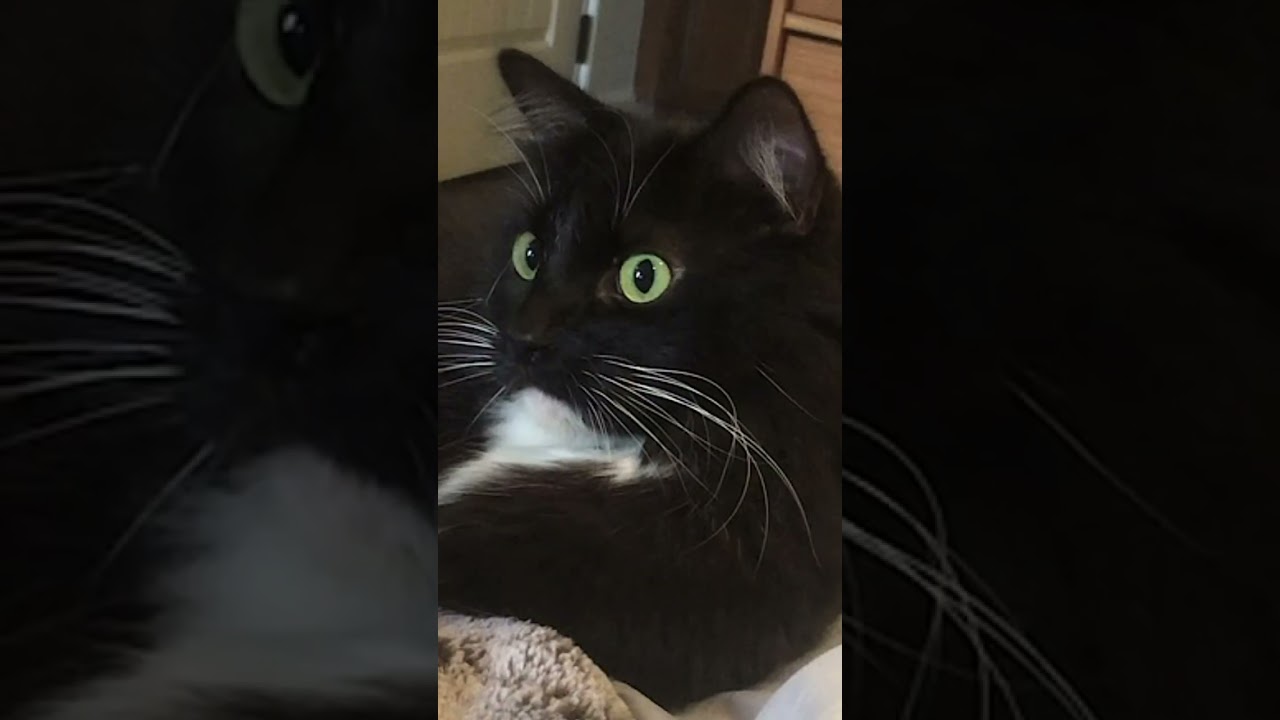 Enlarge Book, a Adoptable Domestic Long Hair in San Diego, CA video 5/5