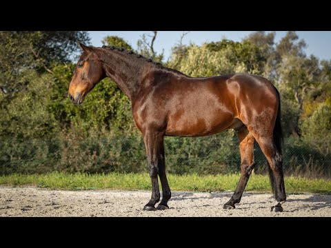 Horse for Sale |  LusoWarmblood gelding with sportive looks with good rideability (REF#701)