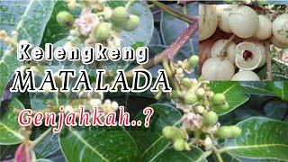 Download lagu KELENGKENG MATALADA || KELEBIHAN DAN KEKURANGAN KELENGKENG MATALADA | KELENGKENG DATARAN RENDAH mp3 Download lagu KELENGKENG MATALADA || KELEBIHAN DAN KEKURANGAN KELENGKENG MATALADA | KELENGKENG DATARAN RENDAH mp3