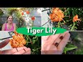 Tiger Lily - Anthers and Bulbils; Everything you need to know to grow this Asian favorite!