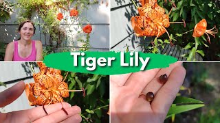 Tiger Lily - Anthers and Bulbils; Everything you need to know to grow this Asian favorite!
