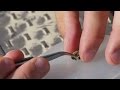 Tagging Bumble Bees to Study Their Movements | HHMI BioInteractive Video