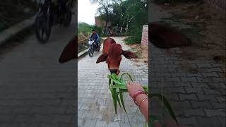 Download lagu i love  ghash 🥰gai ko  khilao 🥰🐄✅ #cow​​​​ #animals​​​​ #food​​​​ #trending​​​​ #funny​​​​ #cute mp3
