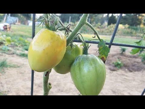 Three different ways to stake tomatoes(my first time with rebar)