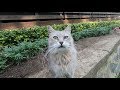 Grey And White Cat With Long Whiskers Meowing So Cute For Food