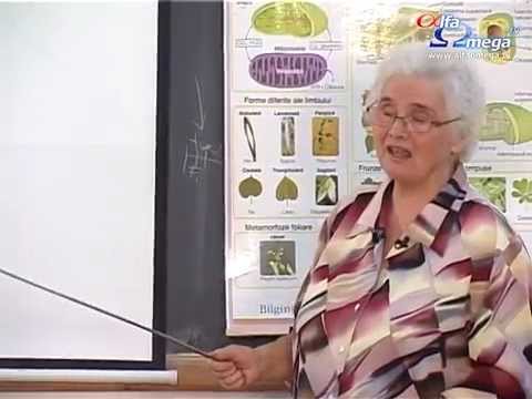 Biology Class - Grade IX - Lesson 6 - Cell Division