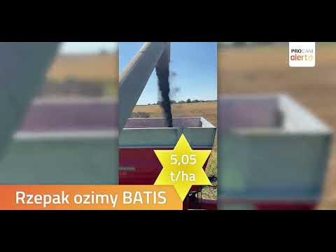 Rzepak Batis na Mazowszu na piątkę. #batis