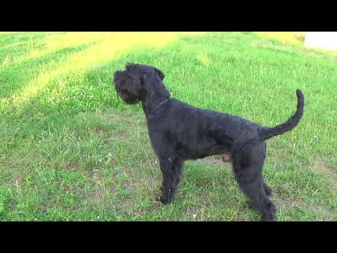 Marcus Mauritius Goldest Danubius obedience training