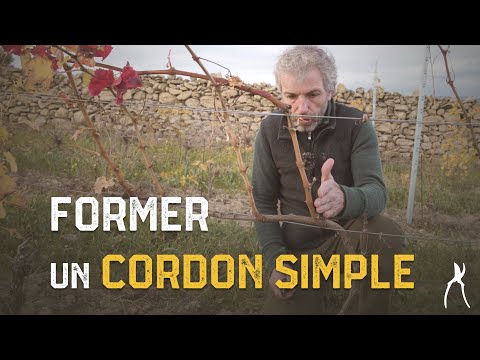 Formation d'un cordon unilatéral - Taille de la vigne