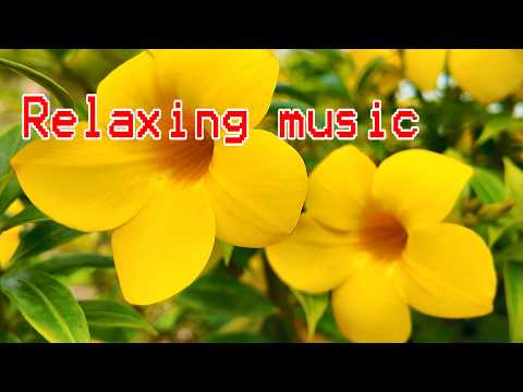 Music for relaxation - Rumba and some other styles - Peaceful music and beautiful natural scenery