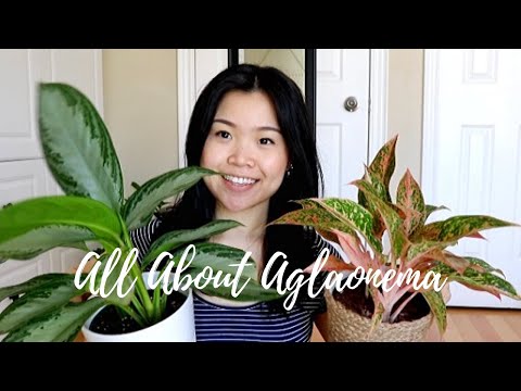 , title : 'Aglaonema Care Tips & Tricks | Chinese Everygreen Plants