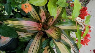 Growing Bromeliads || Broad Care Guide