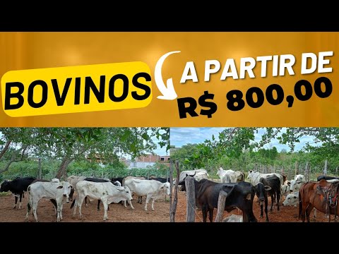 AO VIVO | Feira do Gado de Cansanção Bahia | 1°/12/2025 - TV CANSANÇÃO