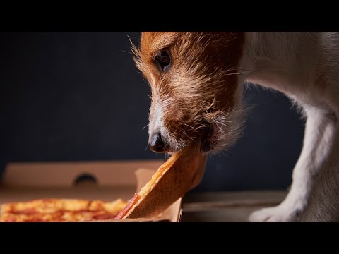Can Dogs Eat Pizza?🍕🐾