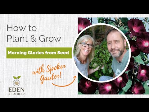 How to Plant and Grow Morning Glories from Seed