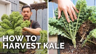 How to Harvest Kale (+ Kale Chips Recipe)