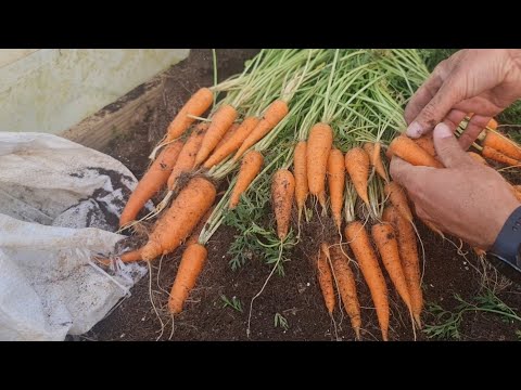 Najbolji način uzgoja mrkve - isprobajte ga za kvalitetne i krupne plodove!!