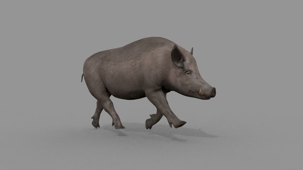 Boar Javali attacker pig - animated 3d fur model 3D Model